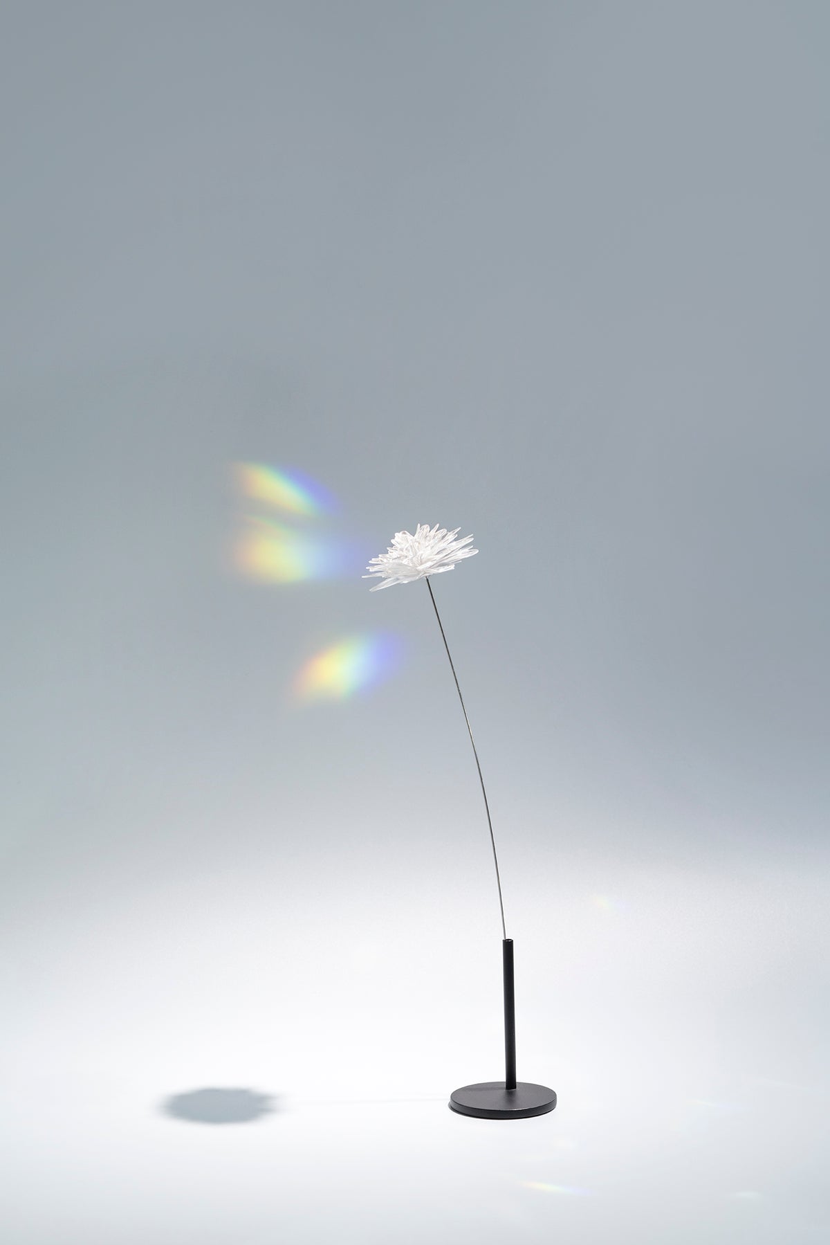 Prism Flower #1 / Kiku