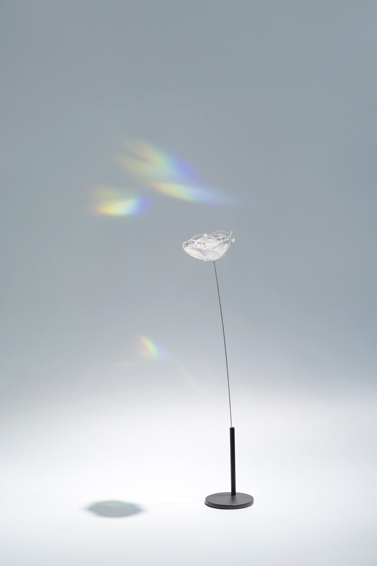 Prism Flower #1 / Ranunculus