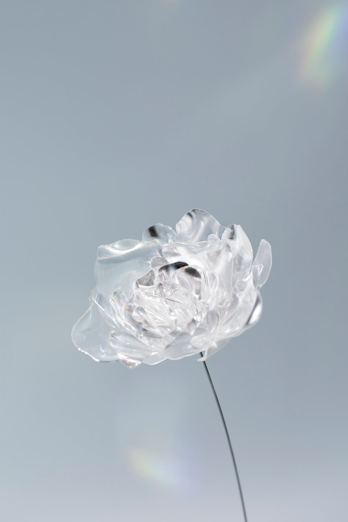 Prism Flower #1 / Peony