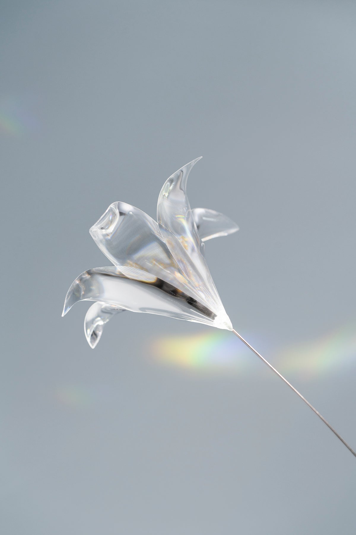 Prism Flower #1 / Lily