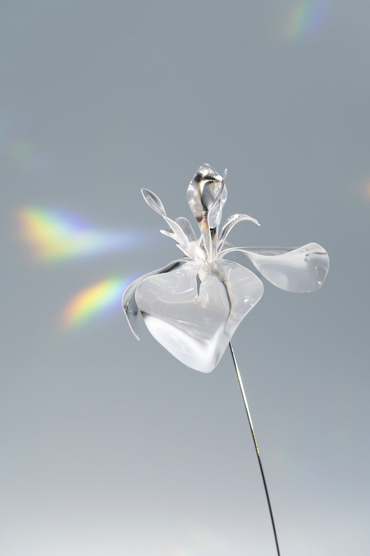 Prism Flower #1 / Iris