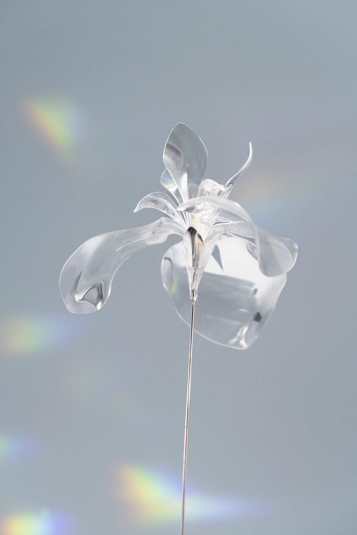 Prism Flower #1 / Iris