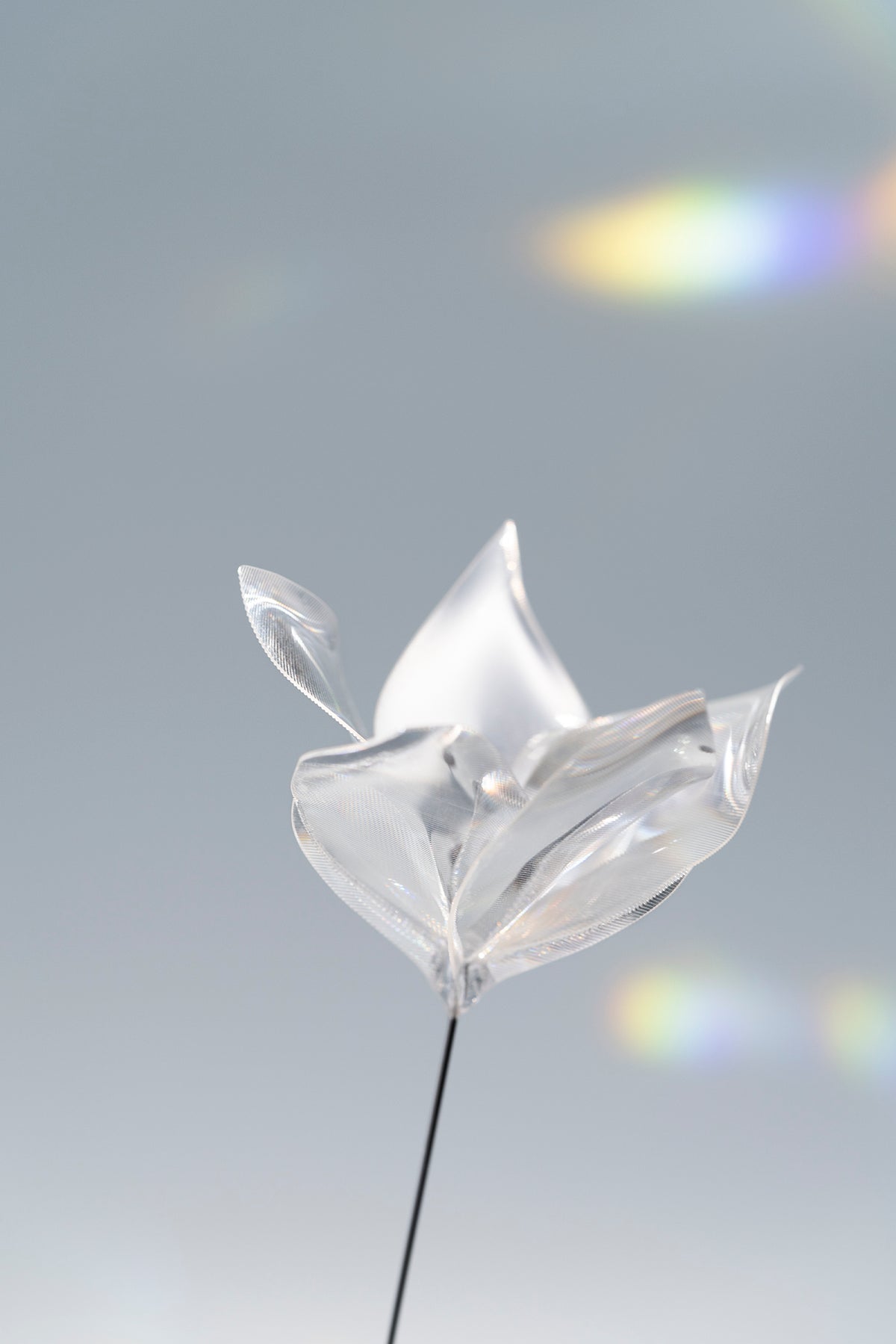 Prism Flower #1 / Kikyo