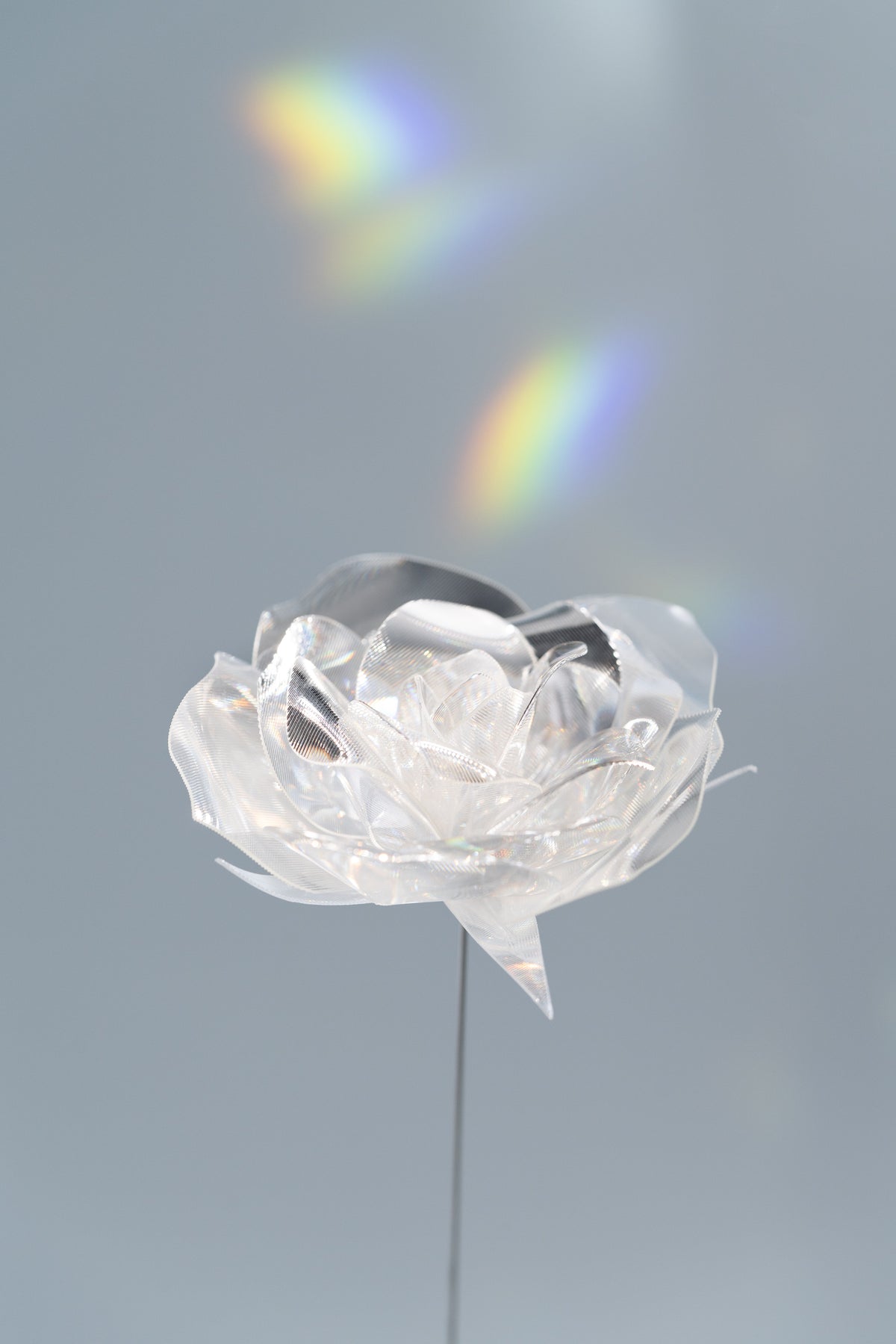 Prism Flower #1 / Rose