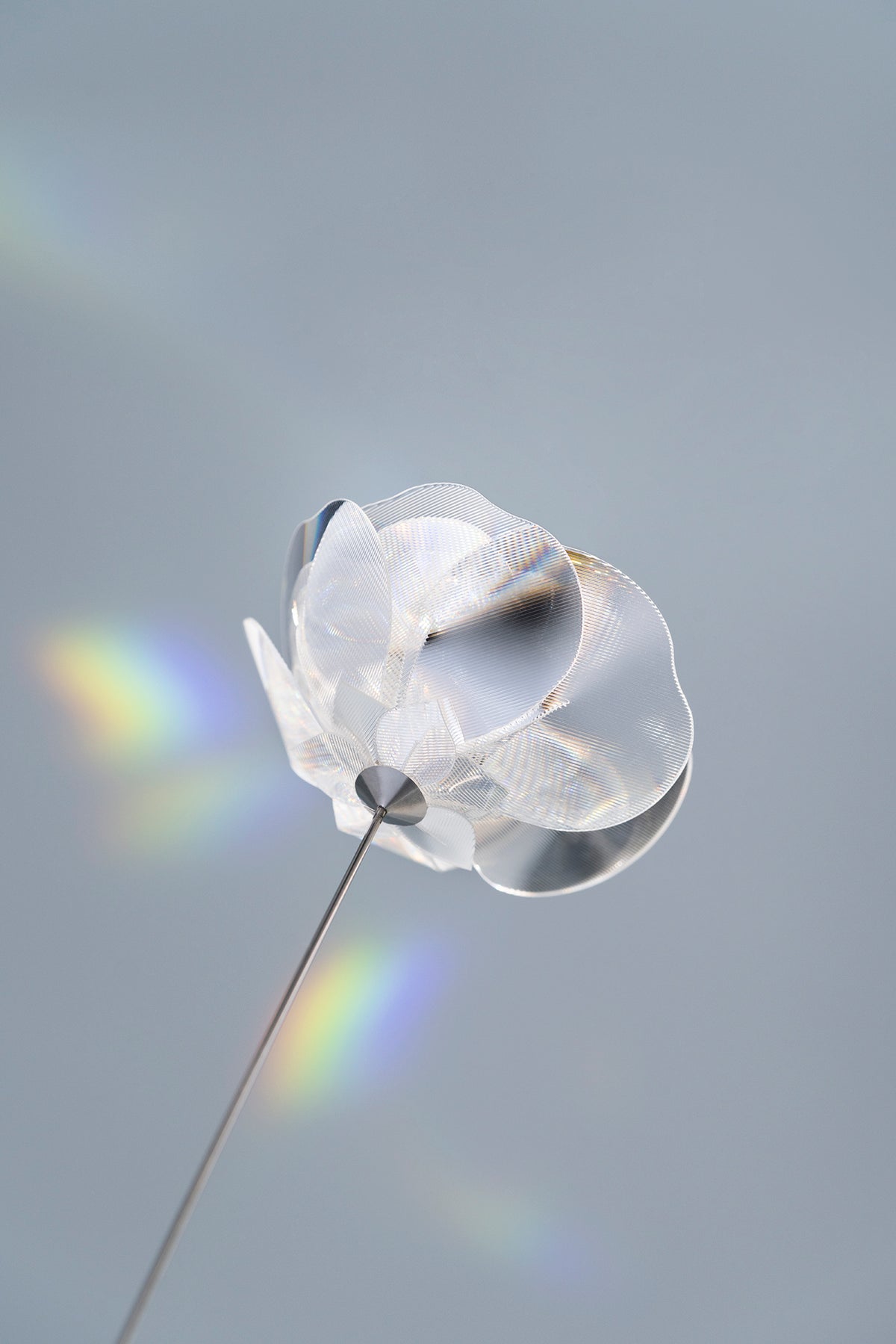 Prism Flower #1 / Ranunculus