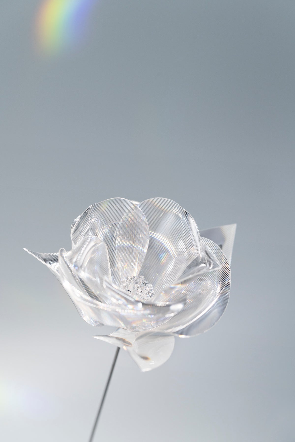 Prism Flower #1 / Camellia
