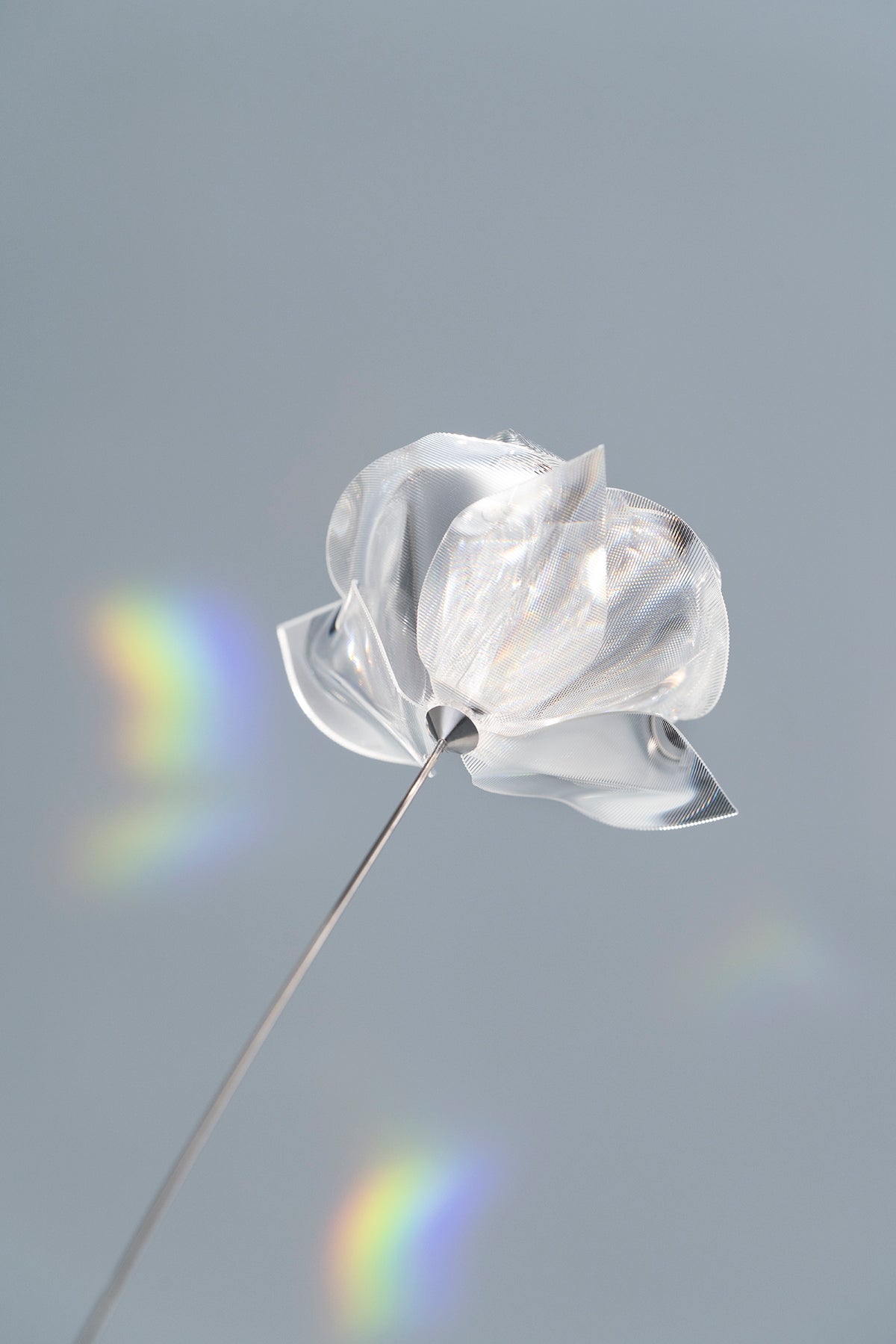 Prism Flower #1 / Camellia