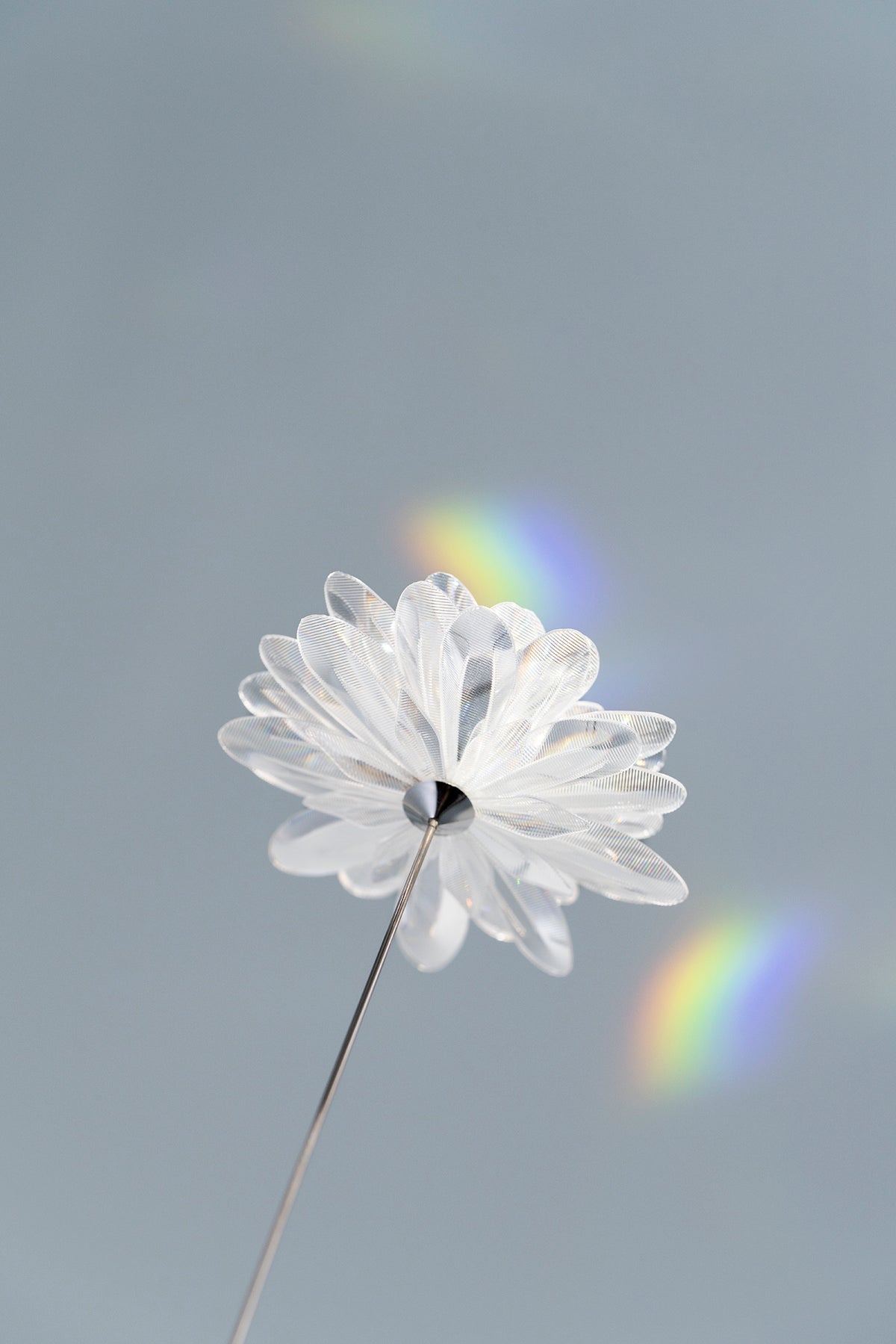 Prism Flower #1 / Kiku