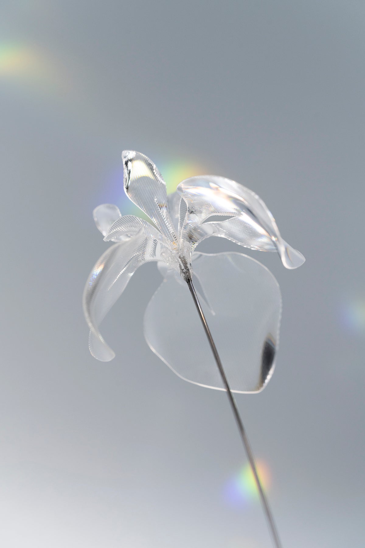 Prism Flower #1 / Iris (S)