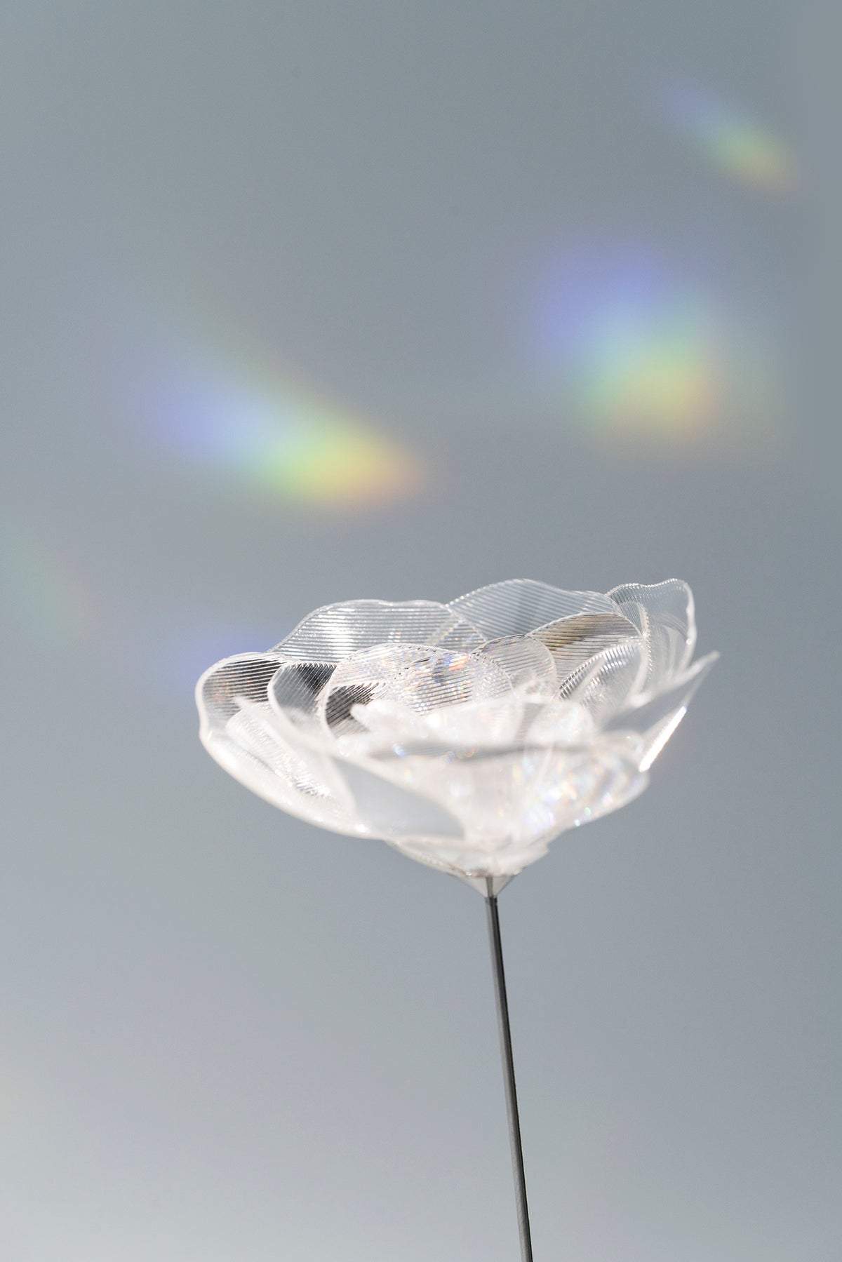 Prism Flower #1 / Ranunculus (S)