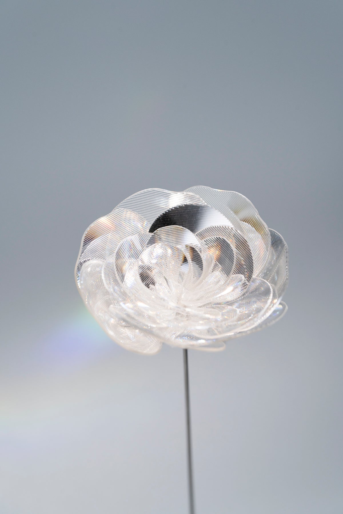 Prism Flower #1 / Ranunculus (S)