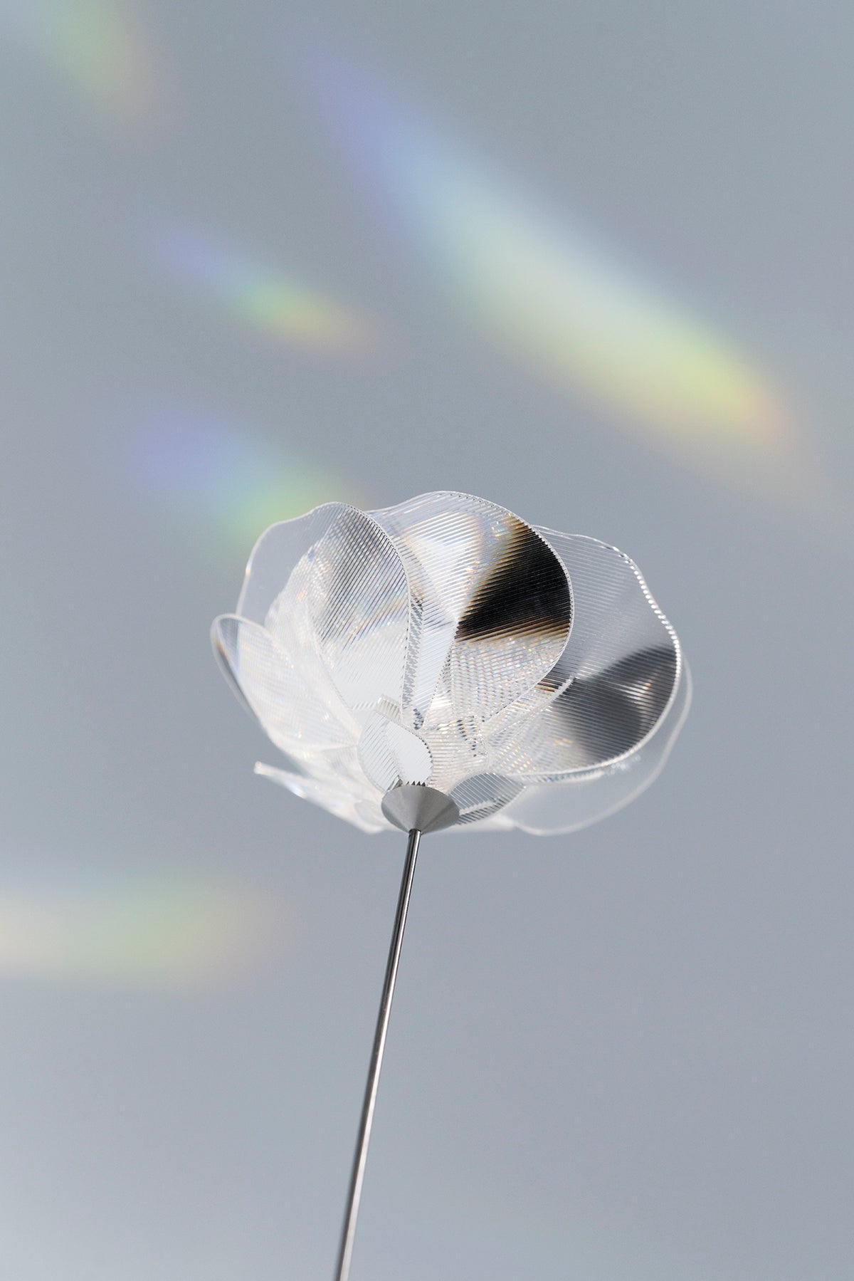 Prism Flower #1 / Ranunculus (S)