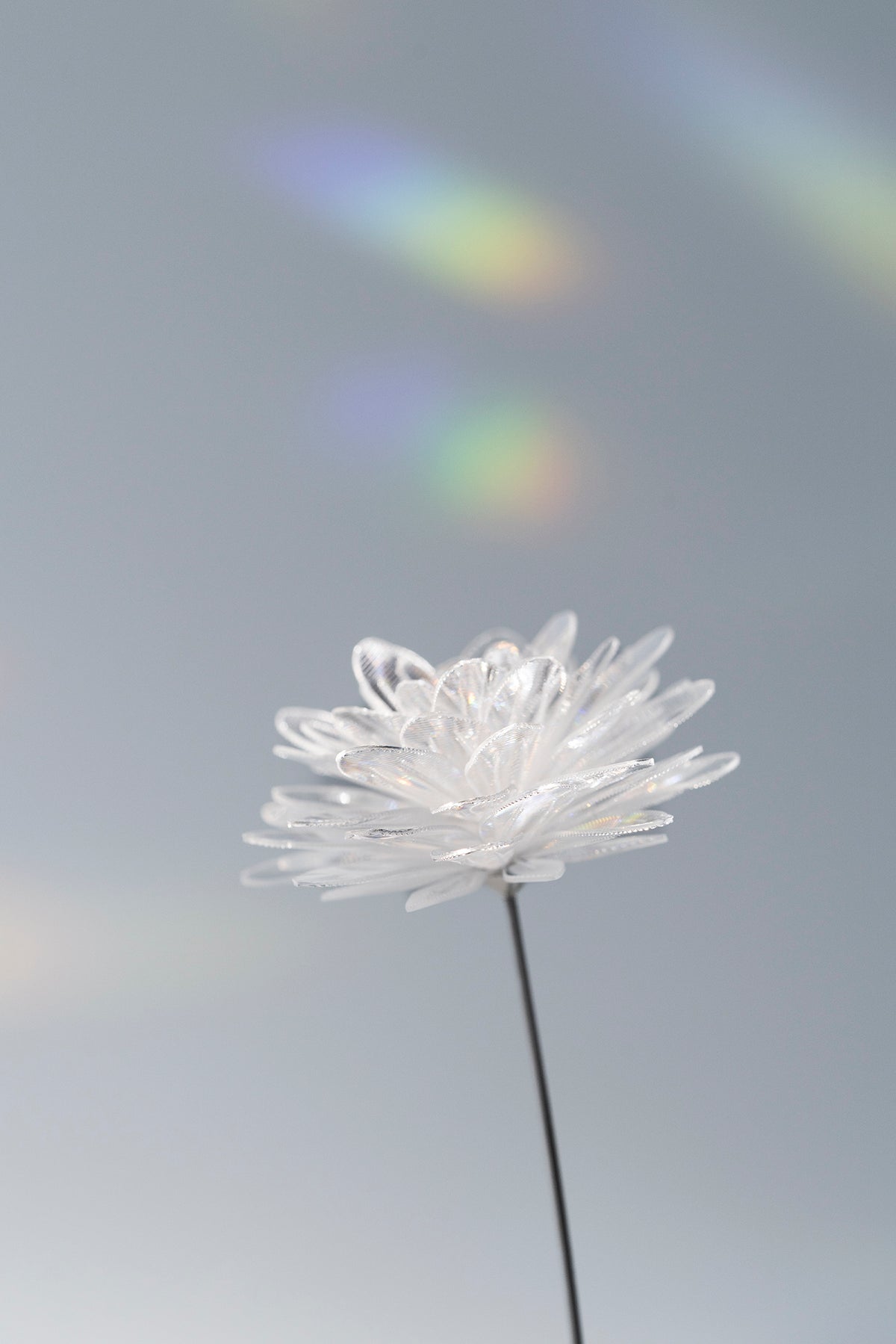 Prism Flower #1 / Kiku (S)