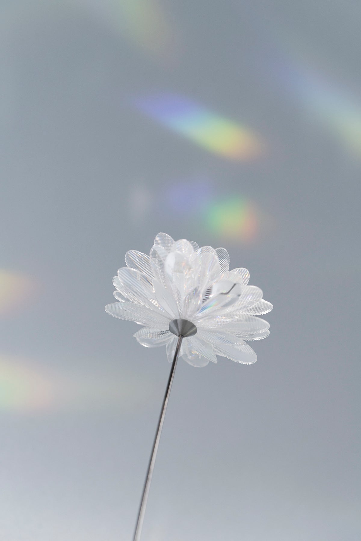 Prism Flower #1 / Kiku (S)