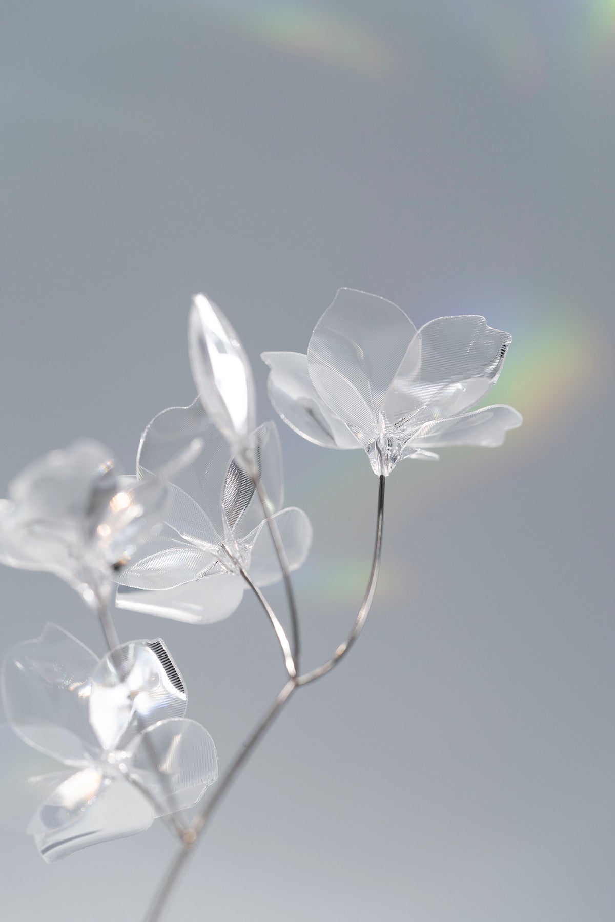Prism Flower #1 / Sakura (S)