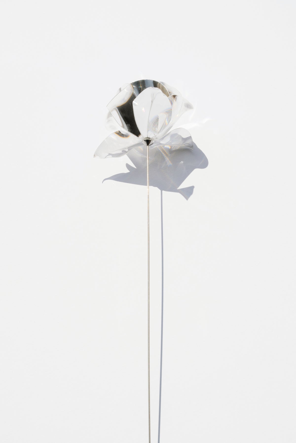 Prism Flower #1 / Camellia